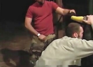 Butt sphincter of a pony licked by a male