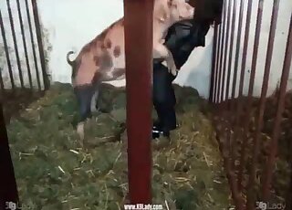 Sexy pig is enjoying hardcore bestiality sex - 農場アニマルポータルサイト 