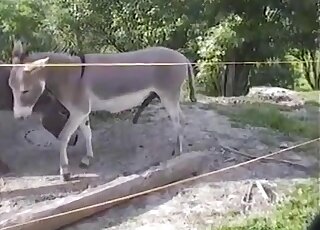 Two animals readying for a simultaneous orgasm