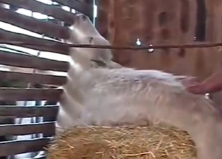 GOAT goat fucker dominates that we pussy