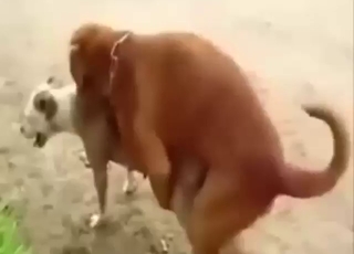 Two Pitbull dogs fucking one another outside