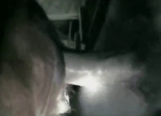 Gaping the cow's hole with his super-hard peen