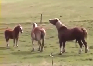 Hot mare vs stallion sex scene with orgasms