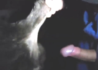 Cow featured in zoo XXX with hot screwing