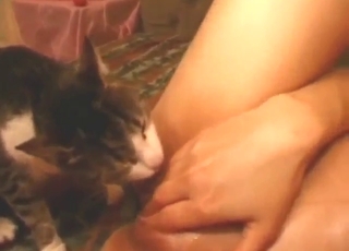 Very horny cat is going to please her pussy