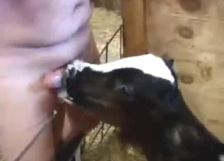 Cow is going to worship a large penis today