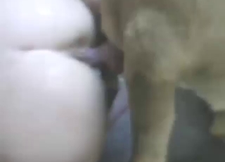 Firm ass hottie gets fucked by a dog's dick