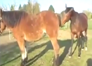 Porn zoo pleasure with a horse getting fucked