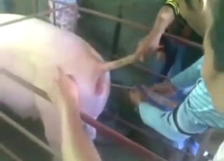 Good-looking guy wants to share seed with pigs