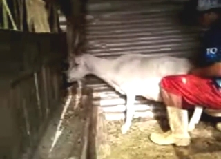 Gaping session with a goat, white beast GAPED