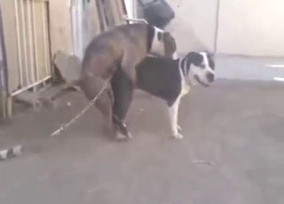 Hot Pitbull fucking outdoors with doggystyle