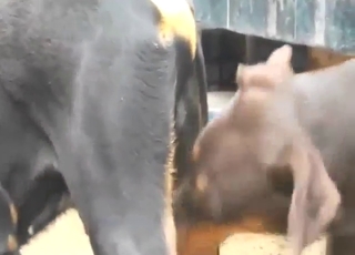 Doberman getting fucked with real pleasure