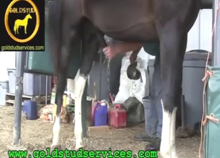 Horse wants to climax in a taboo handjob vid