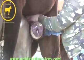 Horse with a nice penis gets a nicer handjob