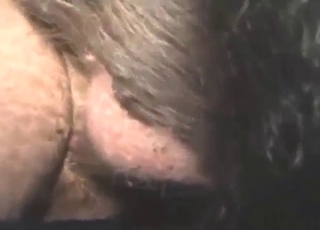 Boar with a hard dick screwing a guy's hot ass