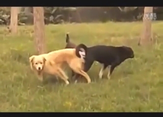 Amazing pig fuck scene with two beasts climaxing