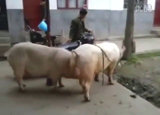 Pig fucking with animals that want orgasms