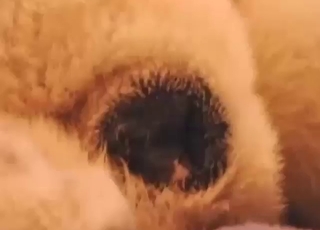 Submissive dog bitch wants that finger inside