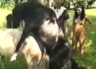 Zoophile watches two horses fucking silly
