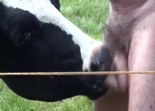 Farmer guy is lucky to get a BJ from a cow