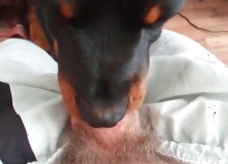 Dude gets a blowjob from his dog