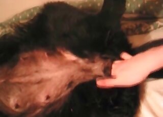 Dog getting fucked and fisted