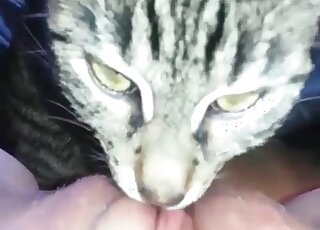 Kitty licks her wide-opened shaved pussy