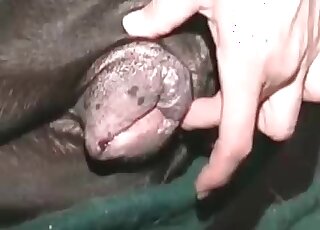 Dude gets a nice blowjob from his pet