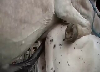 White farm animals are getting tons of pleasure