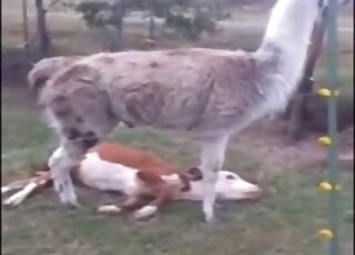 Farm animals are just having fun on cam