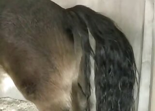 Man fucks horse after spying on that juicy pussy